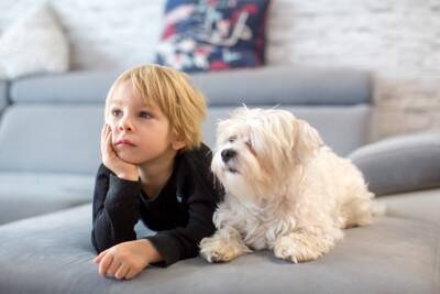 犬がしがちな『人間みたいな行動』4つ　自分のことを人だと思っている？注意点まで解説
