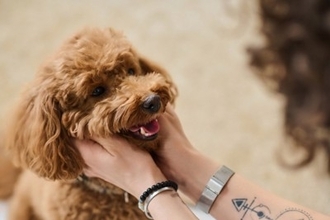 犬が反応しやすい『言葉』5選　意味を理解しているの？ワンコとの暮らしで使いたいワードとは