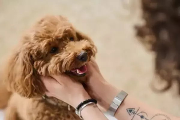 犬が反応しやすい『言葉』5選　意味を理解しているの？ワンコとの暮らしで使いたいワードとは