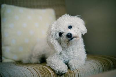 犬が反応しやすい『言葉』5選　意味を理解しているの？ワンコとの暮らしで使いたいワードとは