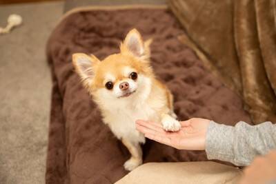 犬が反応しやすい『言葉』5選　意味を理解しているの？ワンコとの暮らしで使いたいワードとは
