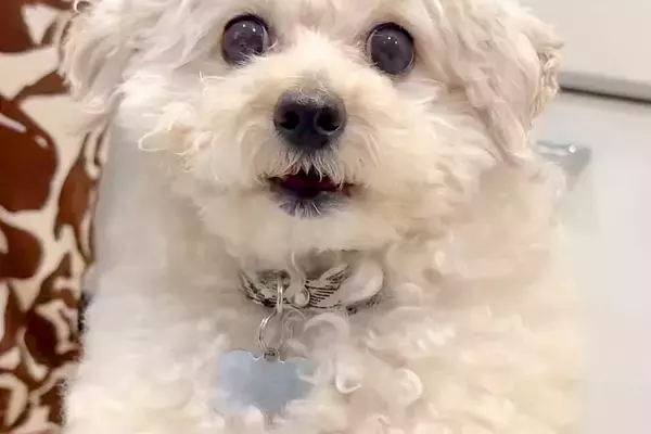 スマホで犬を撮影していたら、落としそうになってしまい…次の瞬間→まさかの『人間のような光景』に3万いいね「シゴデキ犬」「動体視力すごい」