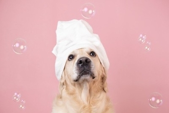 シニア犬に対する正しい『シャンプーの仕方』とは？負担をかけない7つのポイントまで