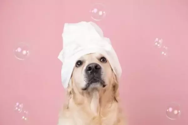 シニア犬に対する正しい『シャンプーの仕方』とは？負担をかけない7つのポイントまで