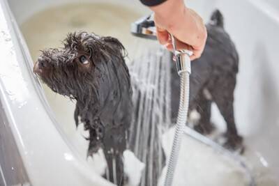 シニア犬に対する正しい『シャンプーの仕方』とは？負担をかけない7つのポイントまで