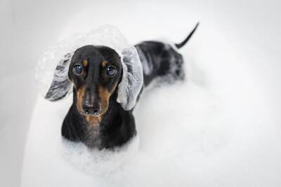 シニア犬に対する正しい『シャンプーの仕方』とは？負担をかけない7つのポイントまで