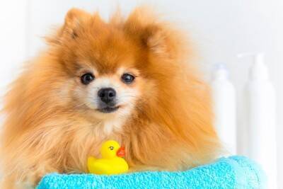 シニア犬に対する正しい『シャンプーの仕方』とは？負担をかけない7つのポイントまで