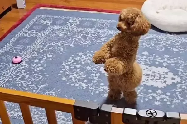 入院のため、2週間も犬と離れ離れになった結果→退院後、再会した瞬間…想像以上に『嬉しさ大爆発』の光景に涙「喜び溢れてる」「本当嬉しそう」