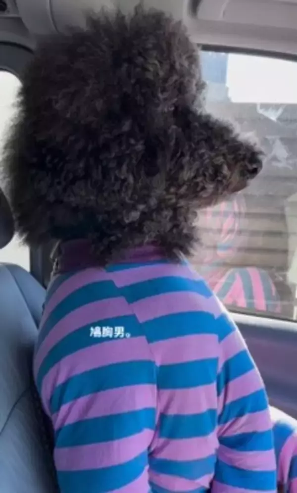 犬が"鳩胸"過ぎた結果…衝撃の『人間にしか見えない姿』が65万再生「ぬいぐるみかとｗ」「外国人イケメンにも見えてきた」爆笑の声続々