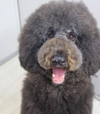 犬が"鳩胸"過ぎた結果…衝撃の『人間にしか見えない姿』が65万再生「ぬいぐるみかとｗ」「外国人イケメンにも見えてきた」爆笑の声続々