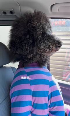 犬が"鳩胸"過ぎた結果…衝撃の『人間にしか見えない姿』が65万再生「ぬいぐるみかとｗ」「外国人イケメンにも見えてきた」爆笑の声続々