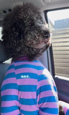 犬が"鳩胸"過ぎた結果…衝撃の『人間にしか見えない姿』が65万再生「ぬいぐるみかとｗ」「外国人イケメンにも見えてきた」爆笑の声続々