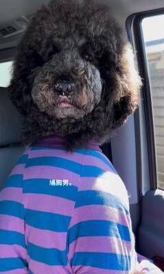 犬が"鳩胸"過ぎた結果…衝撃の『人間にしか見えない姿』が65万再生「ぬいぐるみかとｗ」「外国人イケメンにも見えてきた」爆笑の声続々