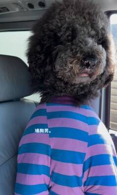 犬が"鳩胸"過ぎた結果…衝撃の『人間にしか見えない姿』が65万再生「ぬいぐるみかとｗ」「外国人イケメンにも見えてきた」爆笑の声続々