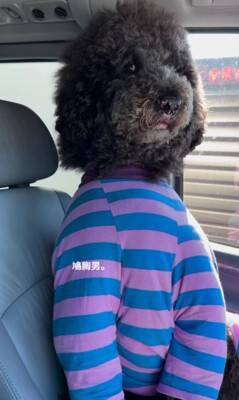 犬が"鳩胸"過ぎた結果…衝撃の『人間にしか見えない姿』が65万再生「ぬいぐるみかとｗ」「外国人イケメンにも見えてきた」爆笑の声続々