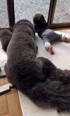 犬が"鳩胸"過ぎた結果…衝撃の『人間にしか見えない姿』が65万再生「ぬいぐるみかとｗ」「外国人イケメンにも見えてきた」爆笑の声続々