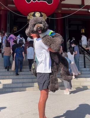 犬が"鳩胸"過ぎた結果…衝撃の『人間にしか見えない姿』が65万再生「ぬいぐるみかとｗ」「外国人イケメンにも見えてきた」爆笑の声続々