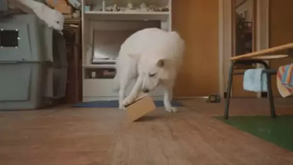 突然雷が鳴ったら、超大型犬が寝室に…見た目とは裏腹な『ビビりすぎる光景』が23万再生「大きな体なのにｗ」「逃げ込むの笑った」と反響
