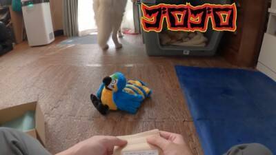 突然雷が鳴ったら、超大型犬が寝室に…見た目とは裏腹な『ビビりすぎる光景』が23万再生「大きな体なのにｗ」「逃げ込むの笑った」と反響