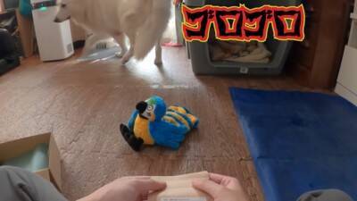 突然雷が鳴ったら、超大型犬が寝室に…見た目とは裏腹な『ビビりすぎる光景』が23万再生「大きな体なのにｗ」「逃げ込むの笑った」と反響