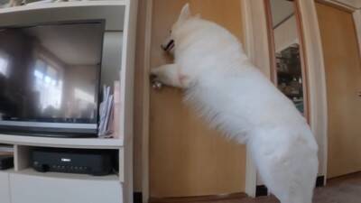 突然雷が鳴ったら、超大型犬が寝室に…見た目とは裏腹な『ビビりすぎる光景』が23万再生「大きな体なのにｗ」「逃げ込むの笑った」と反響