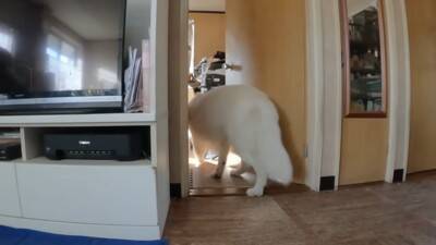 突然雷が鳴ったら、超大型犬が寝室に…見た目とは裏腹な『ビビりすぎる光景』が23万再生「大きな体なのにｗ」「逃げ込むの笑った」と反響