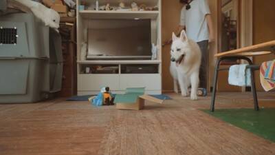 突然雷が鳴ったら、超大型犬が寝室に…見た目とは裏腹な『ビビりすぎる光景』が23万再生「大きな体なのにｗ」「逃げ込むの笑った」と反響