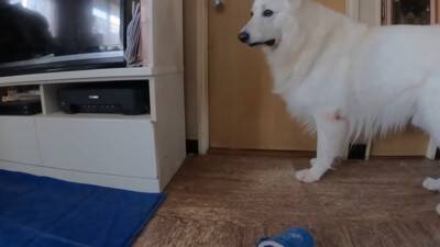 突然雷が鳴ったら、超大型犬が寝室に…見た目とは裏腹な『ビビりすぎる光景』が23万再生「大きな体なのにｗ」「逃げ込むの笑った」と反響