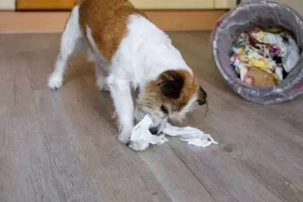 犬の『ゴミ箱あさり』をやめてもらう方法3つ　興味を持ってしまう理由から対処法まで