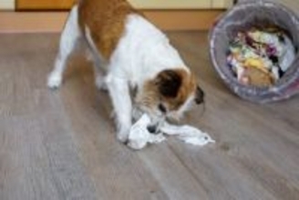 犬の『ゴミ箱あさり』をやめてもらう方法3つ　興味を持ってしまう理由から対処法まで