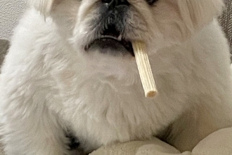 いつもと違うサイズの犬用オヤツを買った結果→困惑してしまい…まさかの『ハードボイルドすぎる姿』に4万いいね「葉巻で草」「マフィアのボス」