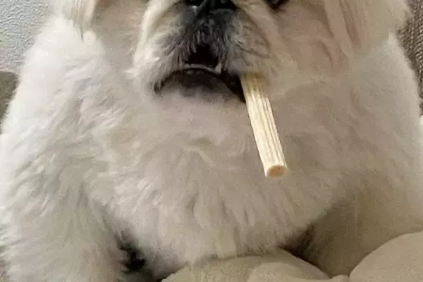 いつもと違うサイズの犬用オヤツを買った結果→困惑してしまい…まさかの『ハードボイルドすぎる姿』に4万いいね「葉巻で草」「マフィアのボス」