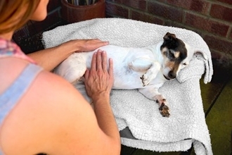 『食物繊維が足りていない犬』がみせるサイン3つ　オススメの食材までご紹介