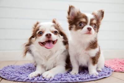 何歳まで『子犬』と言われるの？パピー期と成犬の大きな違いやお世話の注意点まで