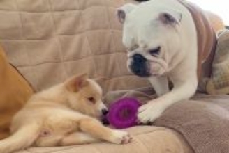 介護が必要な子犬に、先住犬が『大切なおもちゃ』を持ってきて…あまりにも尊い『感動的な光景』に反響「なんて優しい世界…」「涙がでてきた」