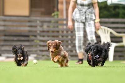 犬を『あだ名』で呼んではいけない理由3選　考えられるデメリットや名付けのコツまで