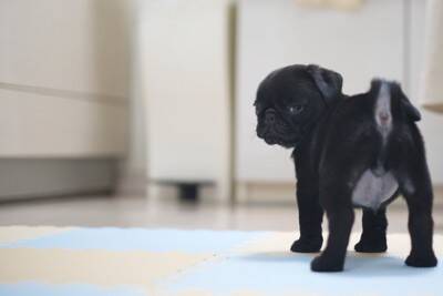 犬を『あだ名』で呼んではいけない理由3選　考えられるデメリットや名付けのコツまで
