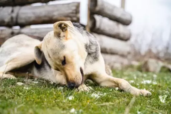 犬が『自分の手足を噛む』理由5選　放っておいて大丈夫？病院に行くべきサインまで