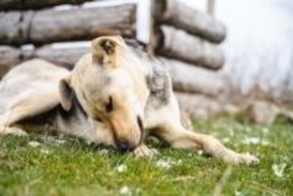 犬が『自分の手足を噛む』理由5選　放っておいて大丈夫？病院に行くべきサインまで
