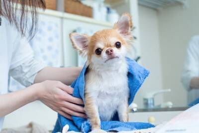 犬が『自分の手足を噛む』理由5選　放っておいて大丈夫？病院に行くべきサインまで