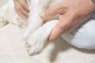 犬が『自分の手足を噛む』理由5選　放っておいて大丈夫？病院に行くべきサインまで
