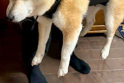 非常時のために『犬を背中に担げるグッズ』を導入→試しに使ってみたら…哀愁漂う『感情を失った表情』に反響「無って感じで草」「最高ｗｗ」