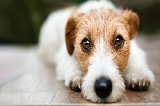 犬の目が『潤んでいる』4つの理由　ウルウルしているときに注意すべき状態まで