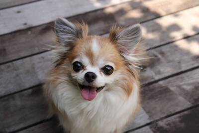 犬の目が『潤んでいる』4つの理由　ウルウルしているときに注意すべき状態まで
