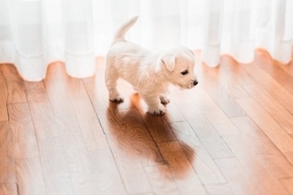 犬に危険な『室内環境』5つ　迎える前に必ず知っておくべき注意点まで解説