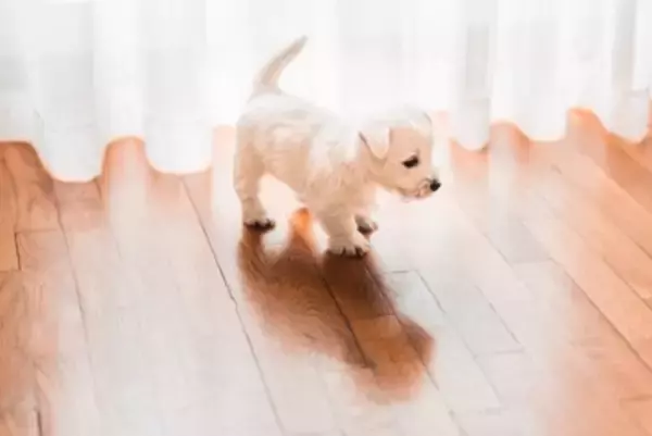 犬に危険な『室内環境』5つ　迎える前に必ず知っておくべき注意点まで解説