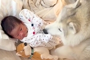 朝、赤ちゃんを起こしにやってきていた大型犬→1年後…尊すぎる『逆転の光景』にニヤけてしまうと21万再生「素敵な兄弟」「愛が溢れてる」