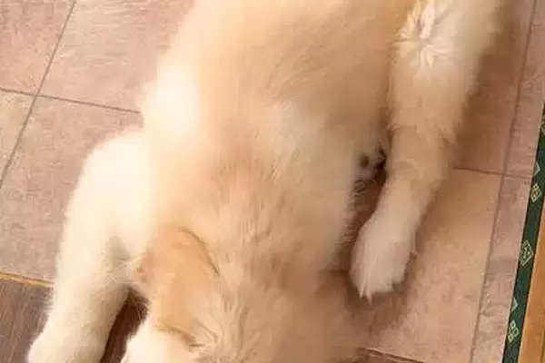 天使のような姿で寝ている赤ちゃん犬→2年後、大きく成長した結果…あまりにも愛おしい『まさかの現在』に爆笑「どっちも可愛すぎ」「癒された」
