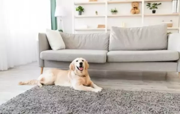 犬がいる部屋に置いてはいけない『インテリア』6選　絶対NGな理由や事故に繋がるリスクまで