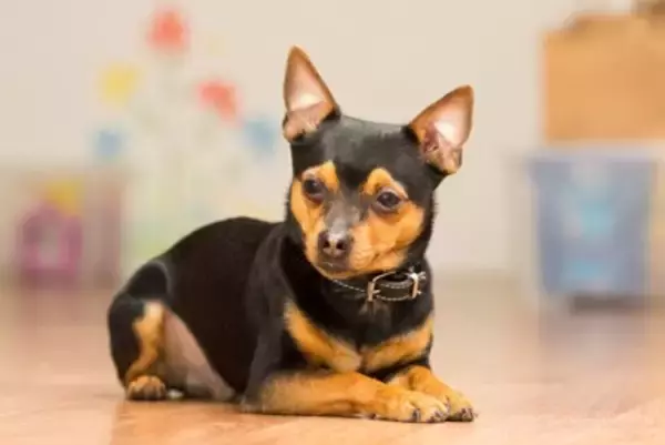 犬が妙におとなしいときは『隠し事』がある？考えられる5つの理由や適切な対応方法も解説